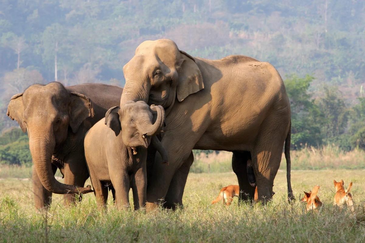 Elefantes asiáticos en el Valle Mae Tang en Tailandia.
