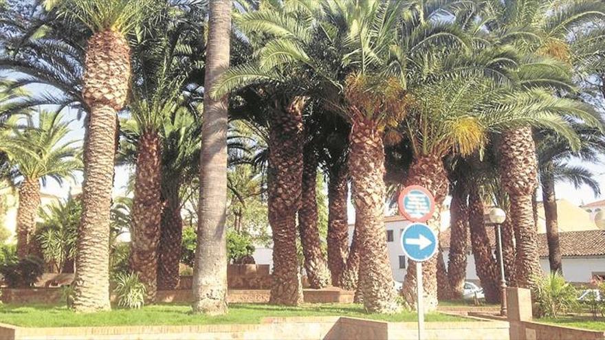 Obligan a proteger las palmeras de Almendralejo del mal del picudo rojo