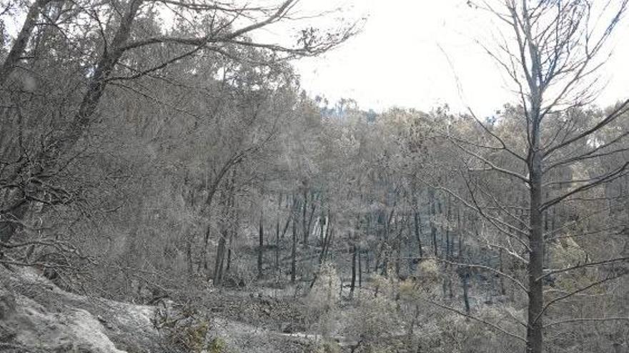 Behörden warnen vor Waldbrandgefahr auf Mallorca