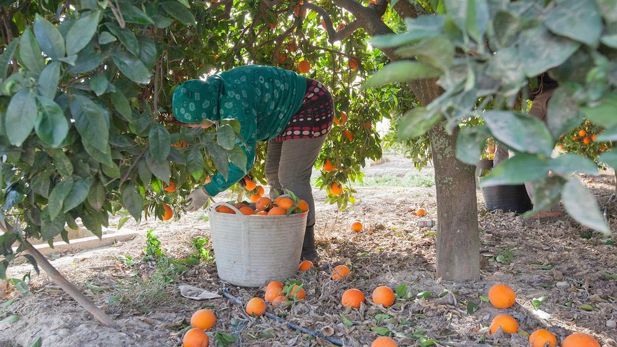 Una trabajadora recoge naranjas en un huerto.