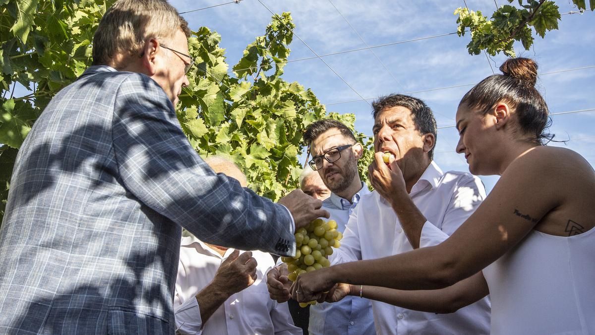 Puig y Mazón, comiendo uvas en el inicio de la campaña de recogida