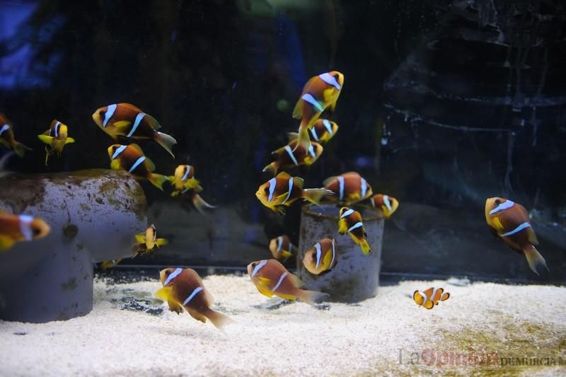 El acuario de la UMU albergará las especies emblemáticas del Mar Menor