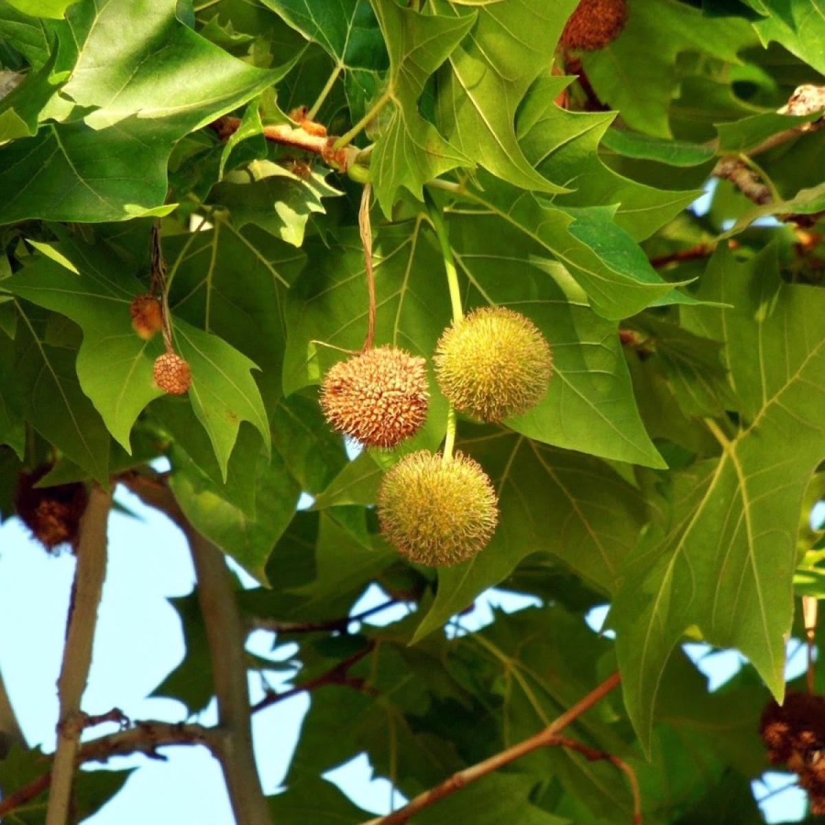 El plátano de sombra es una de las especies que más alergia provoca a los madrileños
