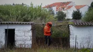 Catorce en un día: los nidos de velutina se disparan en O Salnés con el calor y la humedad