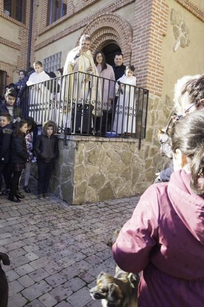 San Antón bendice a los animales en Benavente.