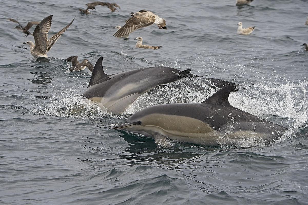 Delfines comunes compartiendo banquete con gaviotas y pardelas.