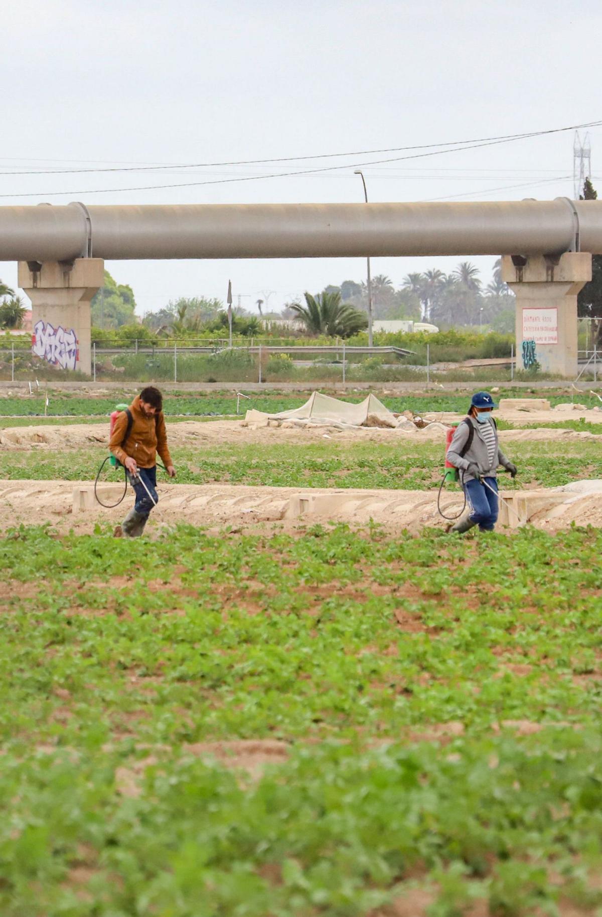 Dos jornaleros tratan con fertilizantes una plantación agrícola en la Vega Baja. | TONY SEVILLA