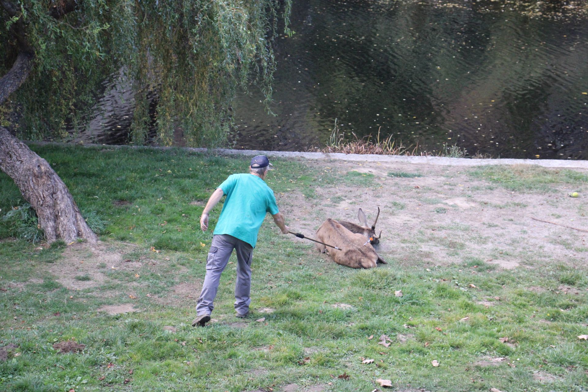 GALERÍA | Rescate de un ciervo enfermo en Puebla