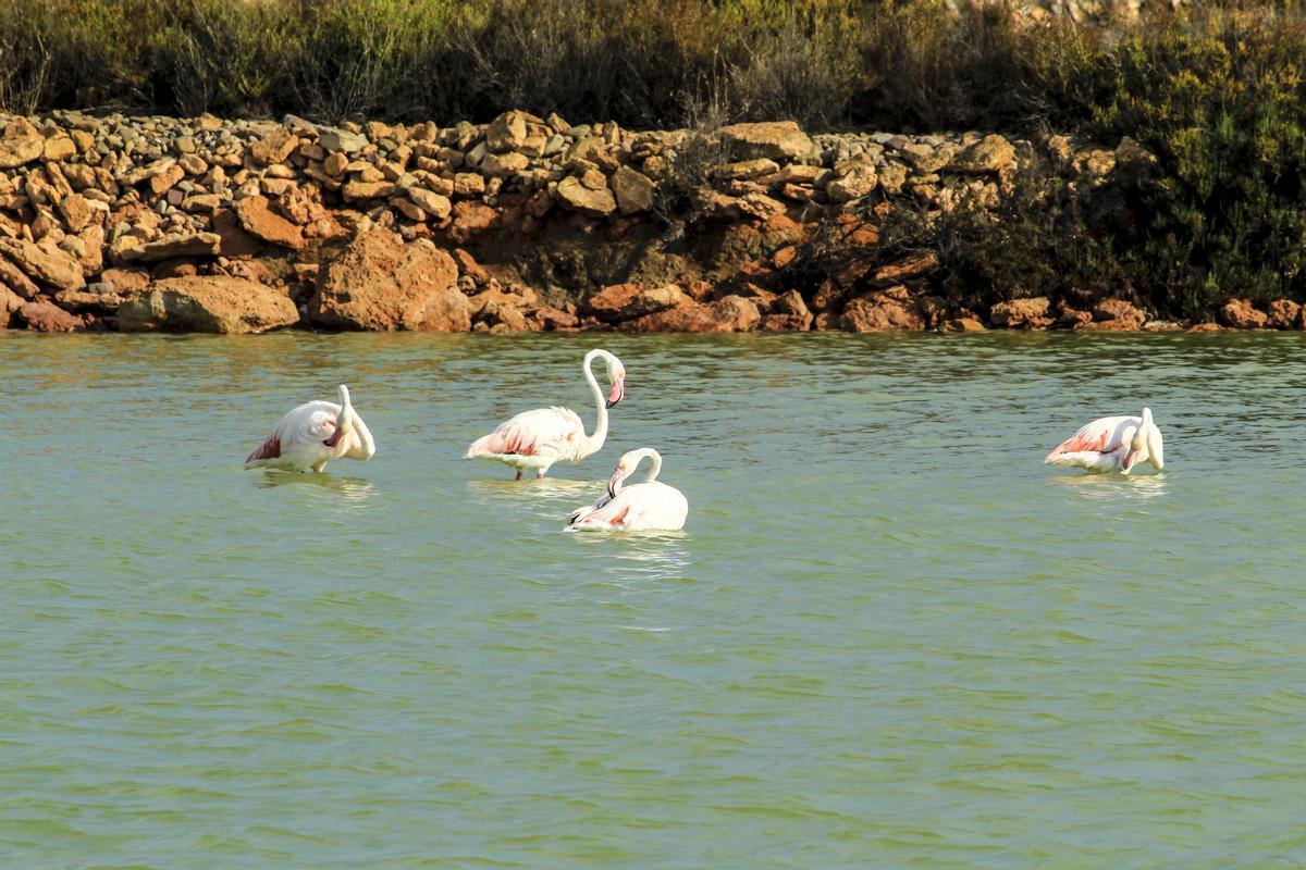 Flamencos en los humedales de San Pedro del Pinatar
