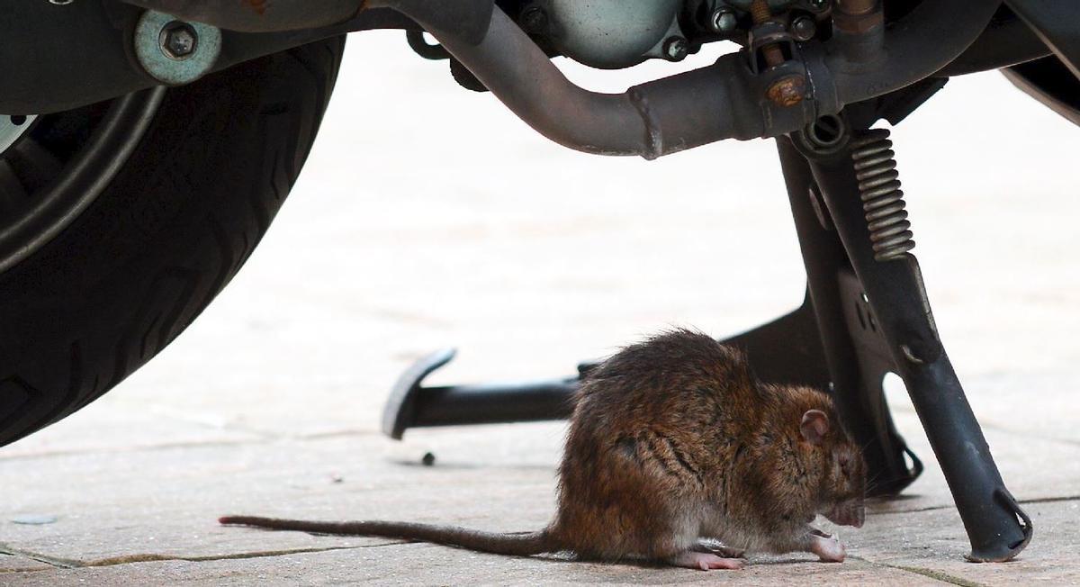 París abaixa els braços en la lluita contra les rates: intentarà conviure-hi