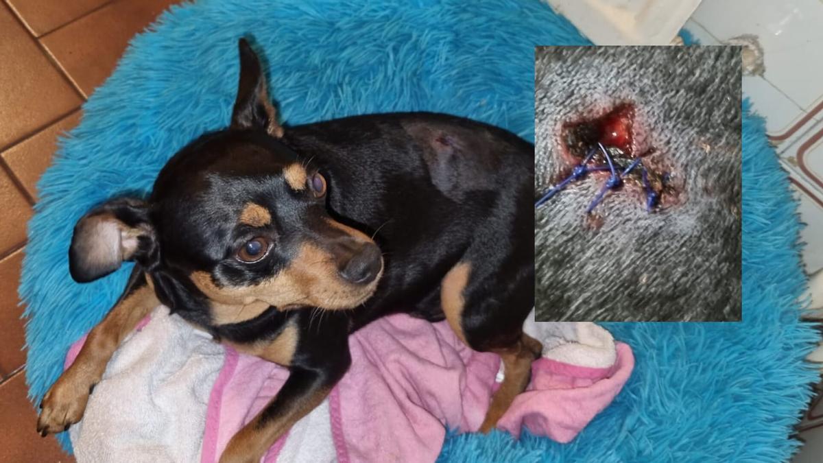 Rocky se recupera del ataque y las mordeduras que sufrió en su lomo de una perra pitbull en Vigo.