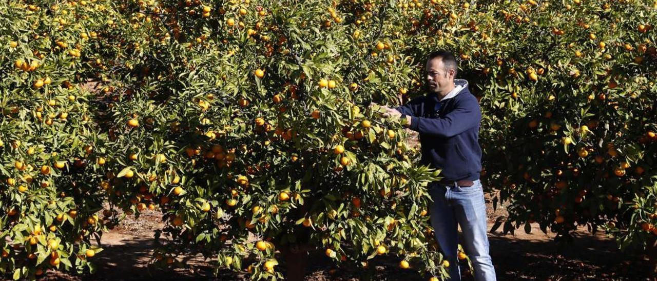 Llega el dinero de Bruselas para «regalar» frutas y hortalizas