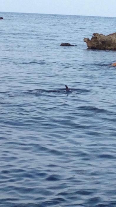 Aparece un delfín herido en la playa del Dolç