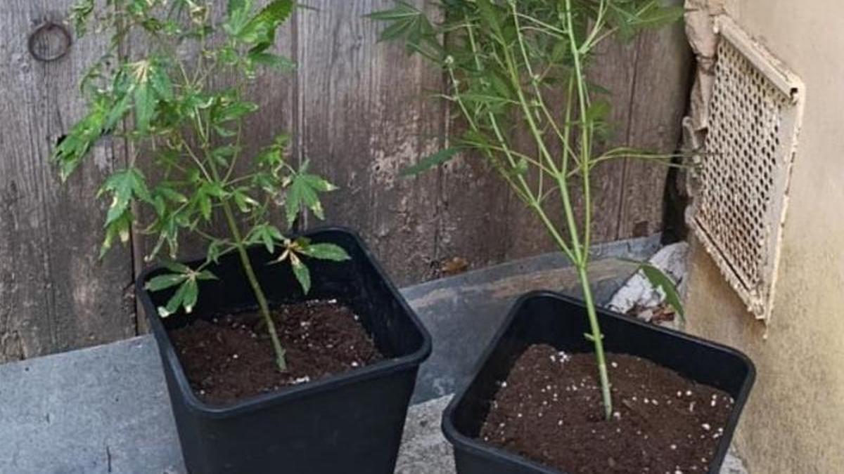 Dos macetas de marihuana en la puerta de una vivienda de Mas de las Matas (Teruel).