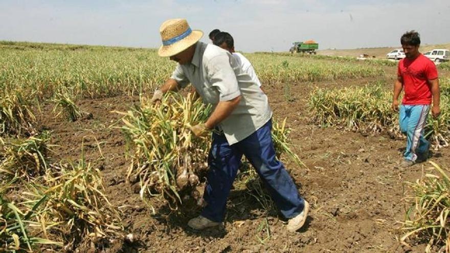 La recogida del ajo se inicia en Córdoba con una previsión de cosecha baja por la pérdida del 50% de superficie