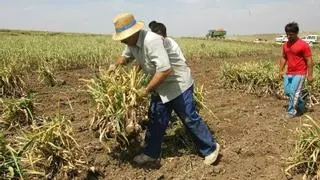 La recogida del ajo se inicia en Córdoba con una previsión de baja cosecha