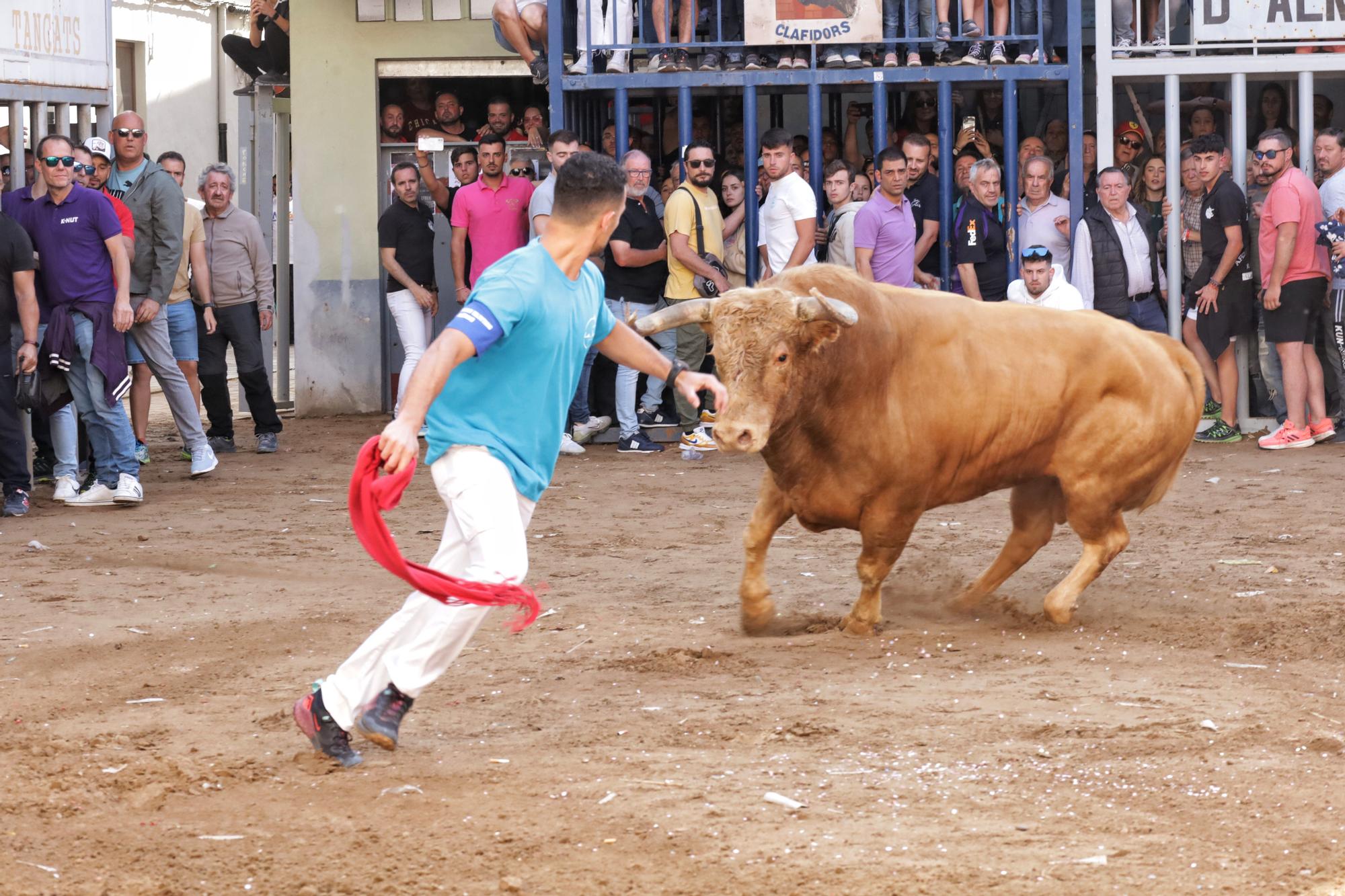 MACROGALERÍA DE FOTOS: Búscate en el encierro y los primeros 'bous' de las fiestas de Almassora