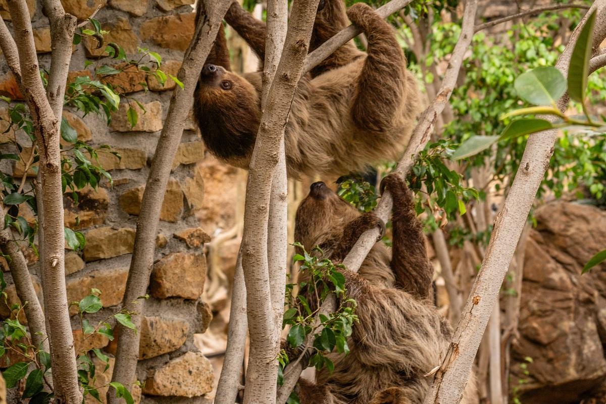 Los dos ejemplares de perezosos dos dedos