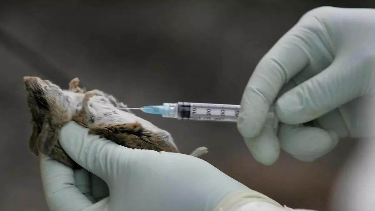 Un ratón positivo de hantavirus