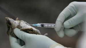 Un ratón positivo de hantavirus