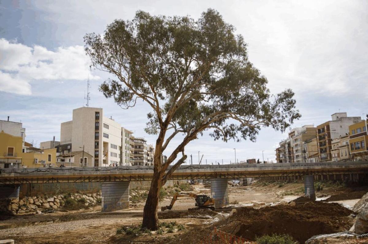 El eucalipto que resistió en el barranco de Paiporta, candidato al mejor árbol del año y símbolo de resilienecia.