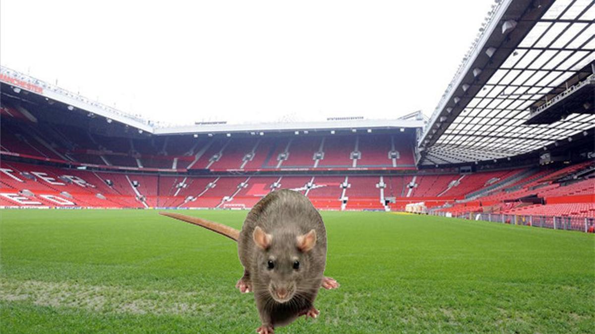 Ratas en Old Trafford