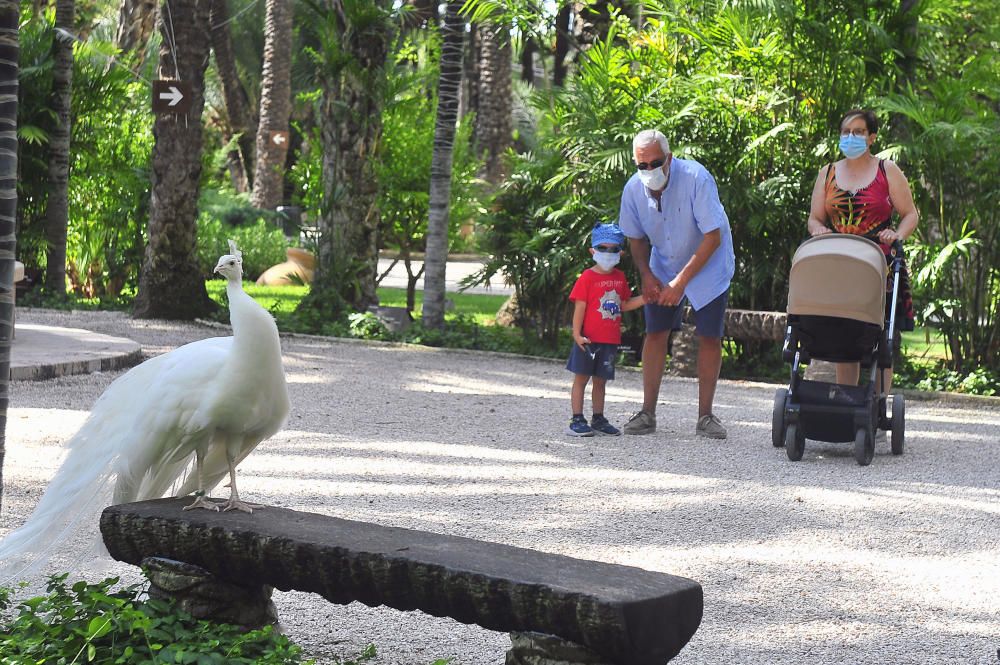 El Jardín Huerto del Cura reabre tras tres meses