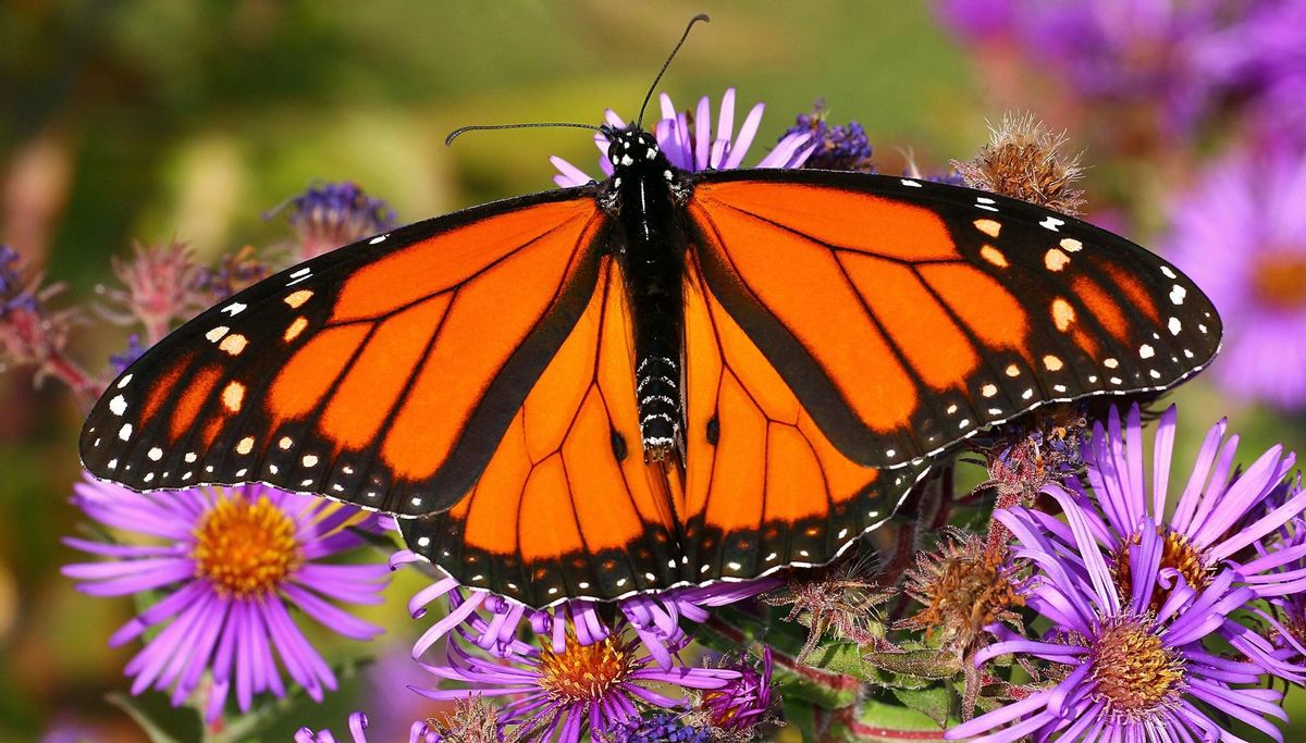 Mariposa omarca.