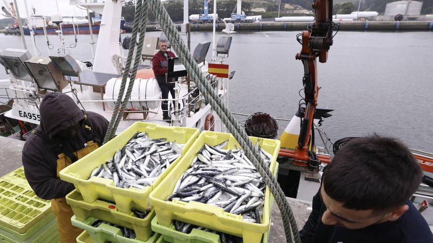 La flota asturiana de cerco estalla ante la prohibición de Pesca de la captura de anchoa: "La indignación es absoluta"