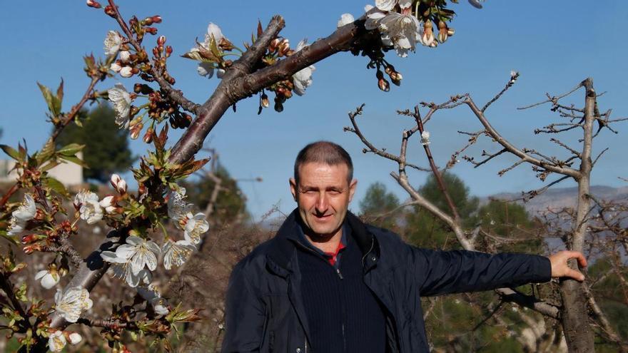 Hilario Calabuig: «Consumir cereza local preserva las explotaciones agrícolas y el paisaje auténtico de la Montaña de Alicante»