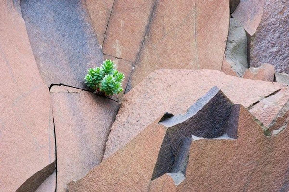 Un pequeño brote de vegetación nace entre las paredes de basalto de los acantilado de las Islas Feroe.