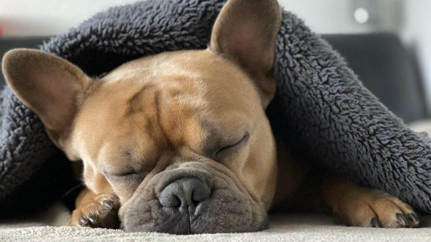 &#039;Consejos de cuñado&#039; para tratar a tu perro