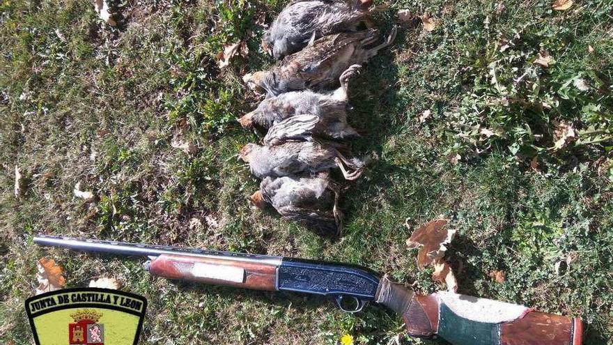 Arma y ejemplares de perdiz pardilla decomisados al cazador de León.