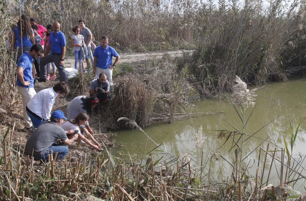 El Oceanogràfic suelta diez galápagos en la Albufera