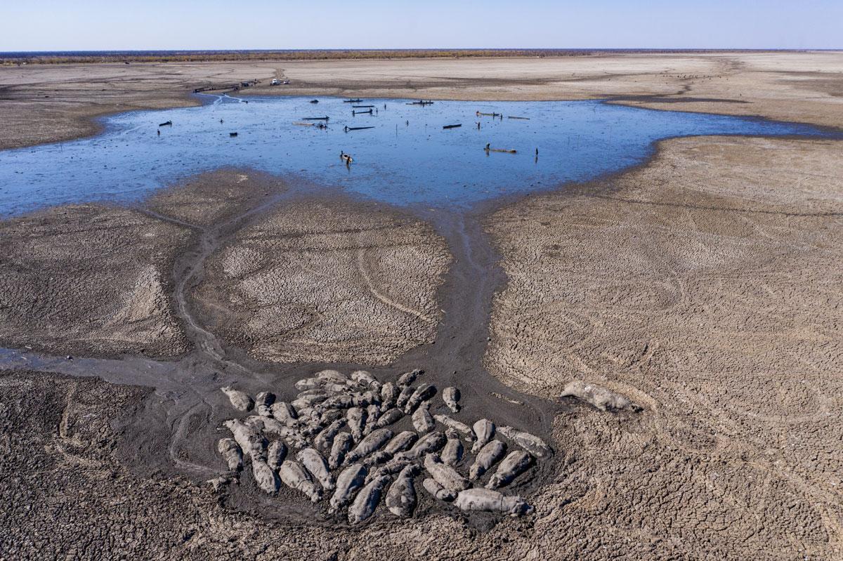 Las lagunas se están secando y amenazan a esta especie en extinción