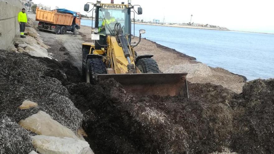 Dénia levanta un dique de posidonia ante la amenaza de temporal con olas de 6 metros