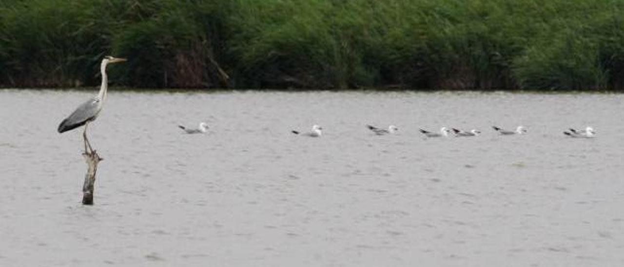 Sueca busca proteger una reserva única en el territorio valenciano, demostrando el contacto sostenible con la naturaleza.