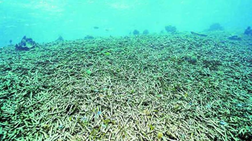 Una extensió de corall mort al fons del mar | SHUTTERSTOCK