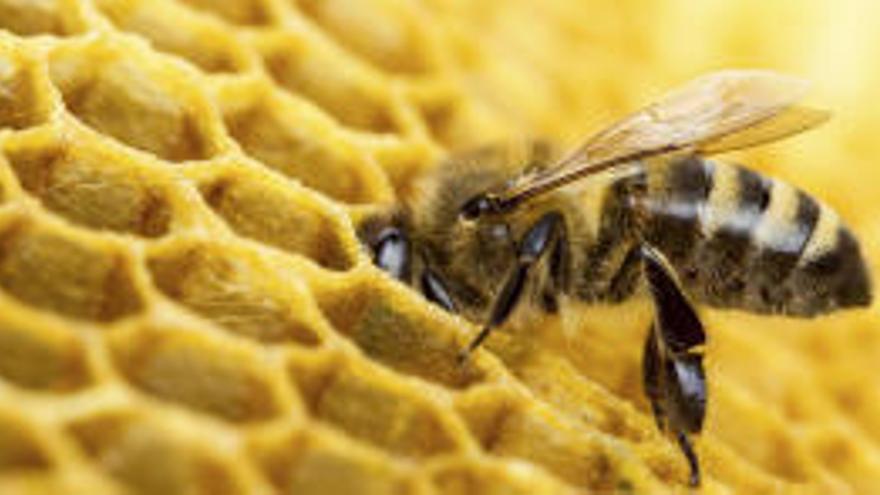 ¿Sabías que el 20 de mayo es el Día Mundial de las Abejas?