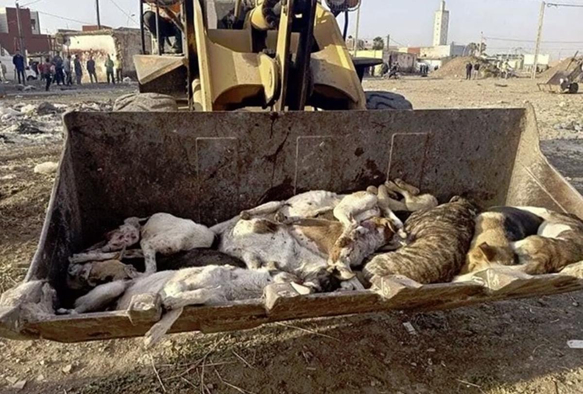 Perros muertos en la pala de una excavadora.