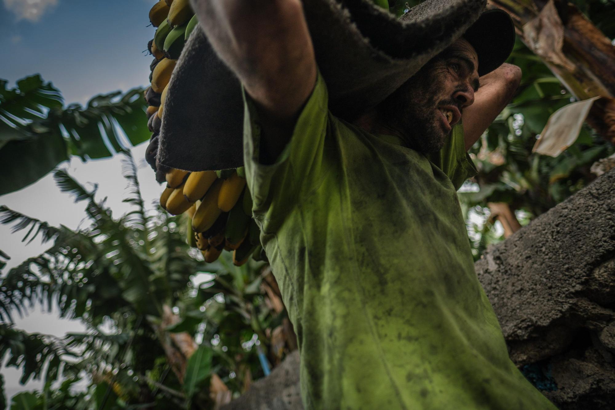 Corte, transporte y empaquetado de plátanos en La Palma