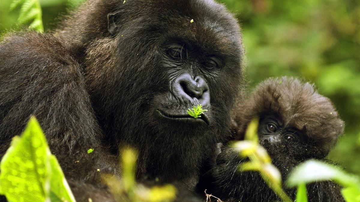 Un hembra de gorila con su cría, en Ruanda.