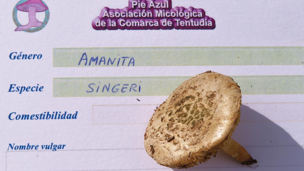 Ejemplar de amanita Singeri, catalogado por primera vez en Monesterio