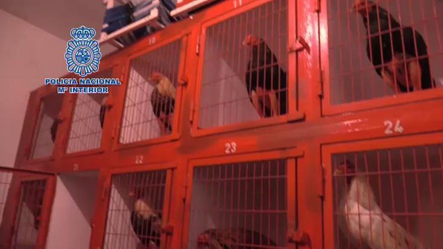 La Policía interviene en un campeonato de peleas de gallos en Cádiz