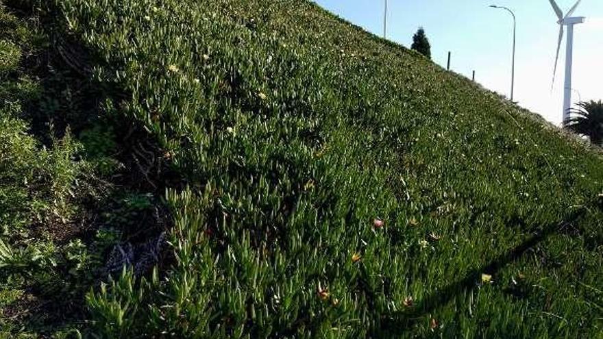 Uñas de gato plantadas en una ladera de Sabón.