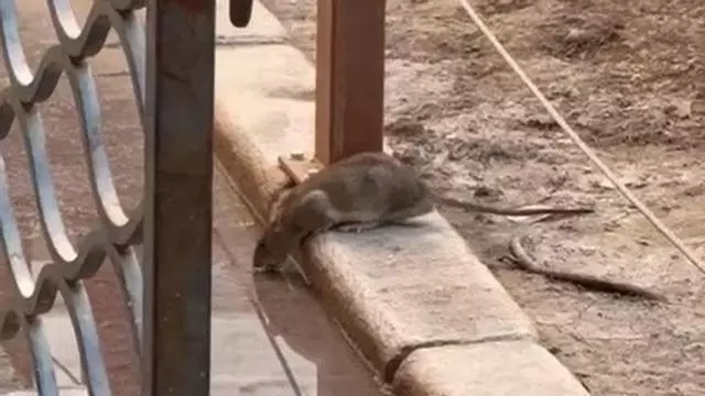 Ratas entre las mesas del Portal de Elche: hosteleros y clientes denuncian suciedad y abandono en el centro de Alicante