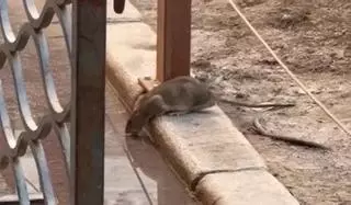 Ratas entre las mesas del Portal de Elche: hosteleros y clientes denuncian suciedad y abandono en el centro de Alicante