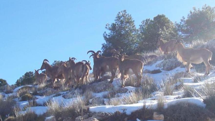 Animales en Sierra Espuña