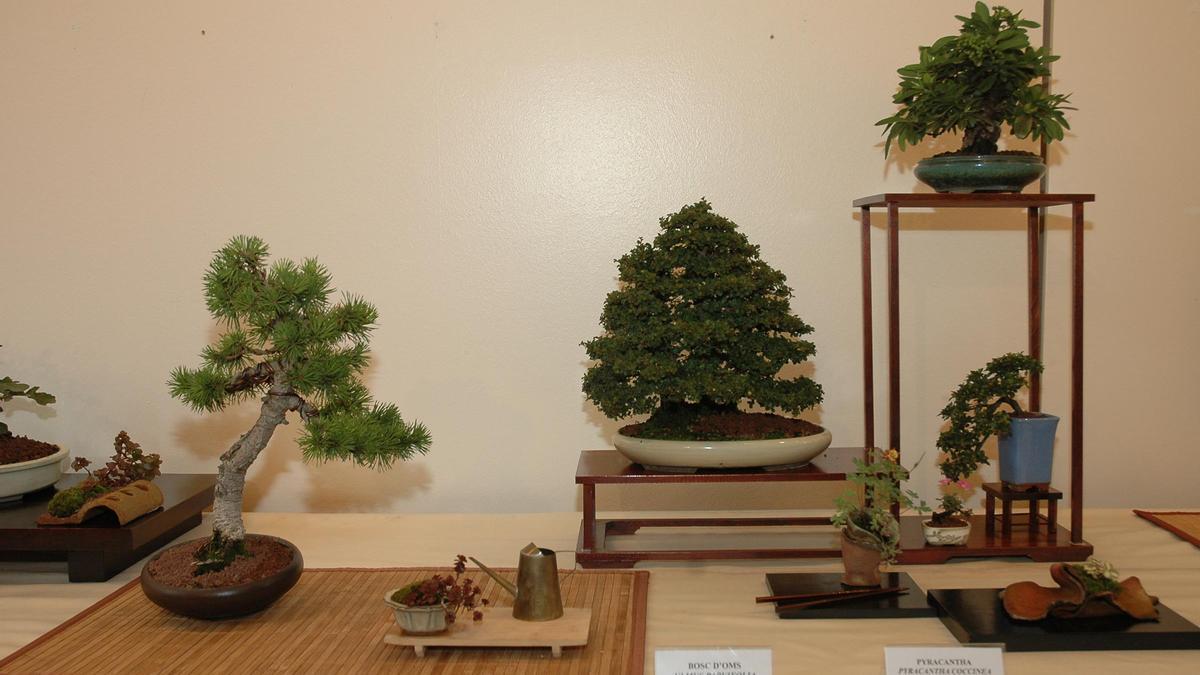 L'exposició comptarà amb una trentena de bonsais