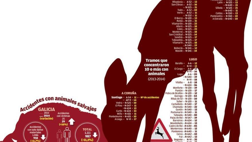 Galicia concentra el 20% de los accidentes por animales sueltos que ocurren en España